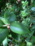 Image of Garcinia linii C. E. Chang