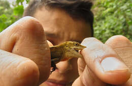 Image of Anolis rubribarbaris (Köhler, Mccranie & Wilson 1999)