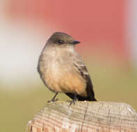 Image of Say's Phoebe