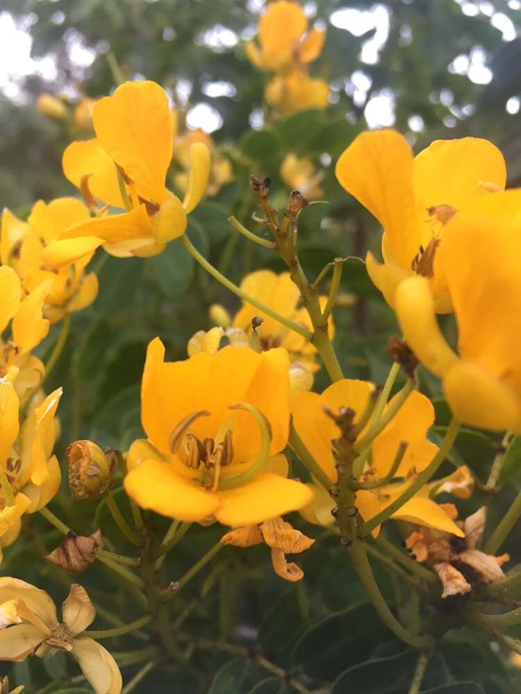 Слика од Senna candolleana (Vogel) H. S. Irwin & Barneby