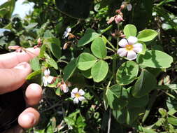 Imagem de Oxalis hedysarifolia Pohl ex Prog.