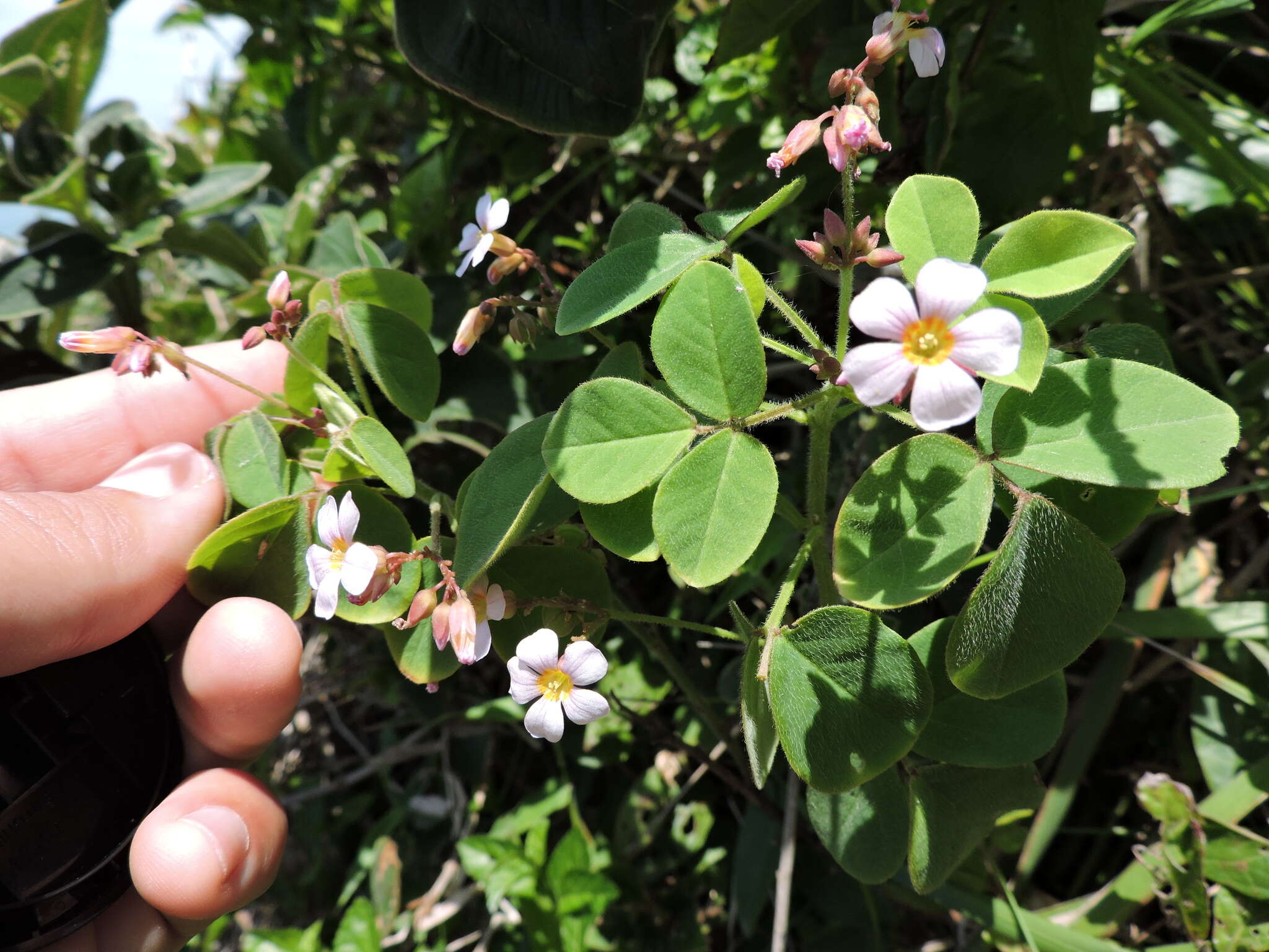 Imagem de Oxalis hedysarifolia Pohl ex Prog.