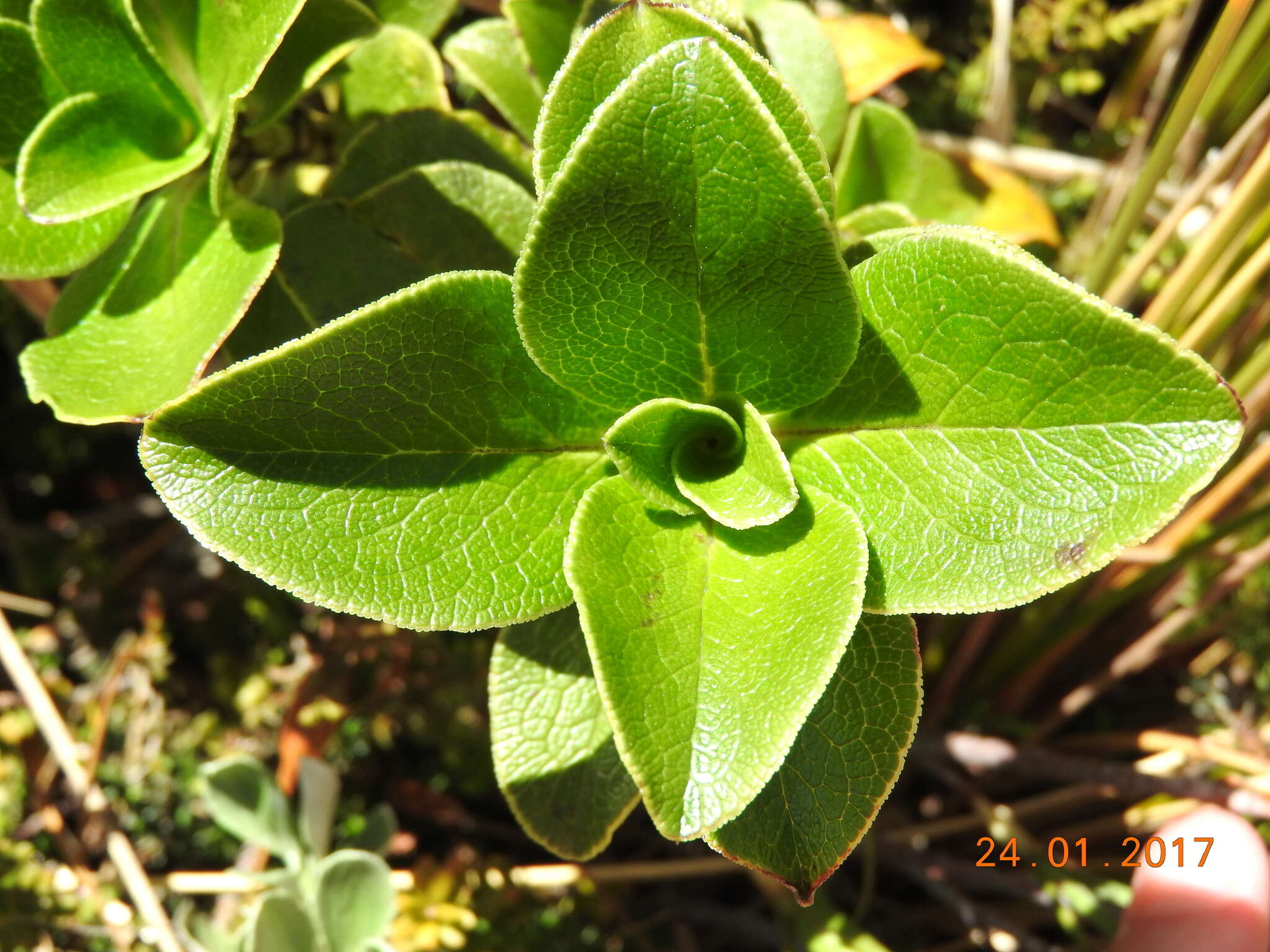 Image de Coprosma serrulata Hook. fil. ex Buchanan