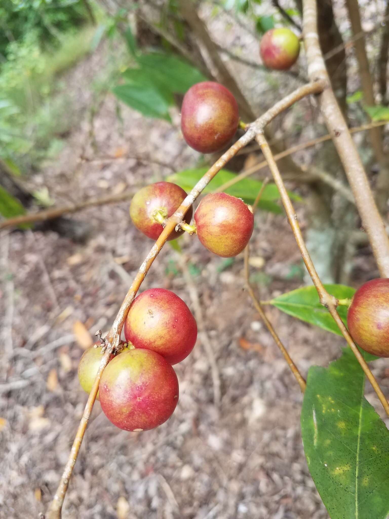 Image of Phaleria clerodendron F. Müll. ex Benth.