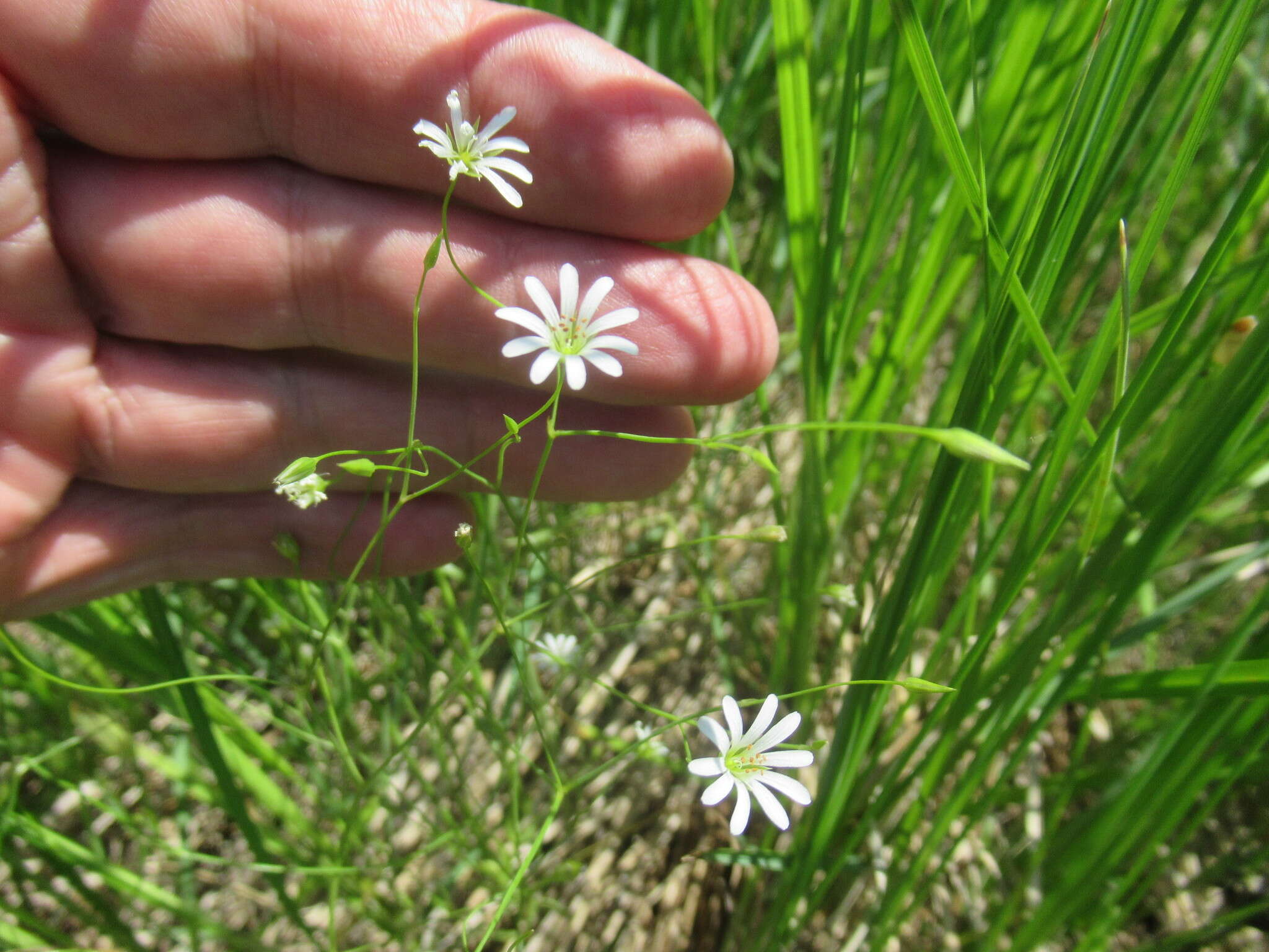 Image of Stellaria filicaulis Makino