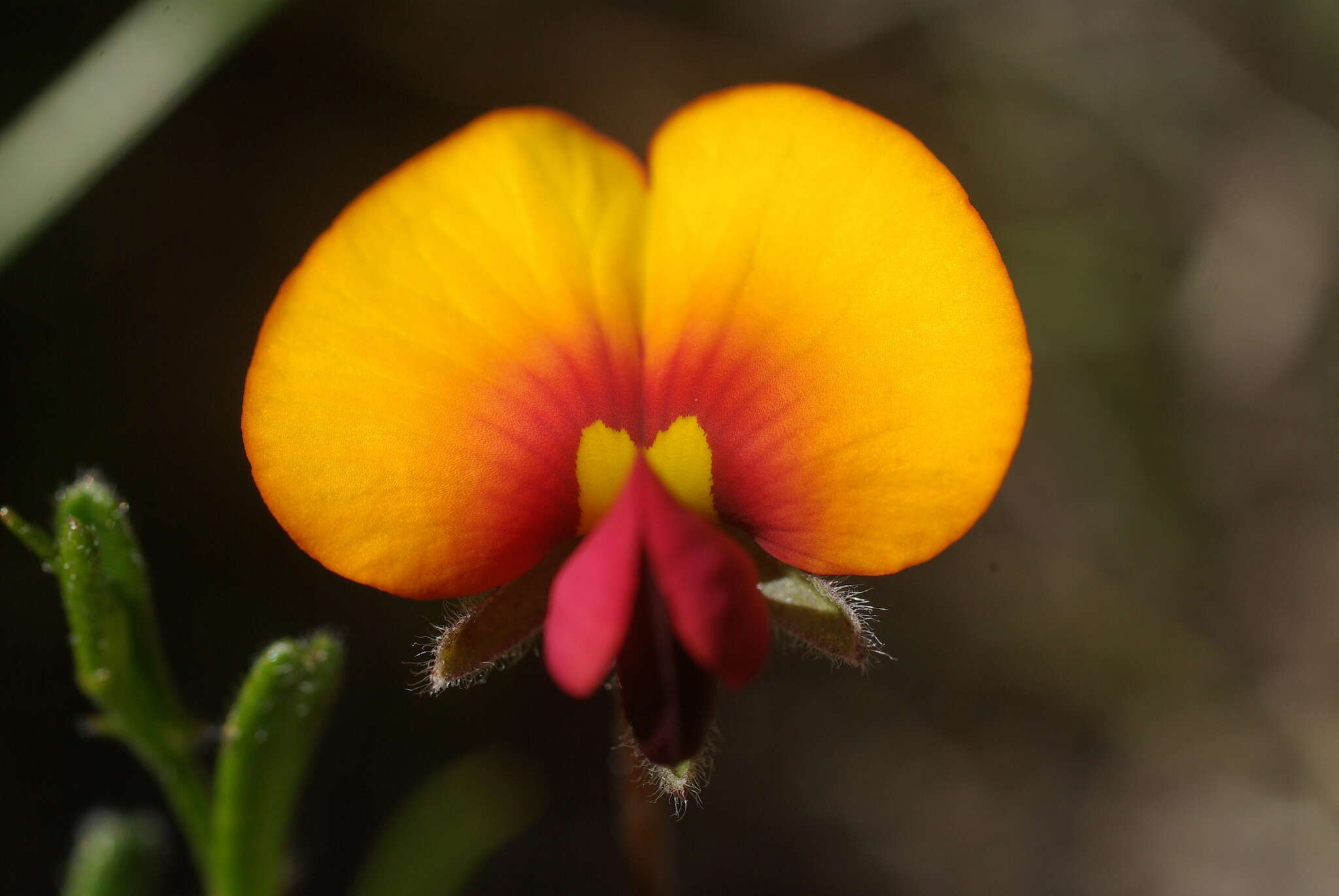 Image de Isotropis cuneifolia (Sm.) B. D. Jacks.