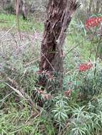 Sivun Callistemon linearifolius (Link) DC. kuva