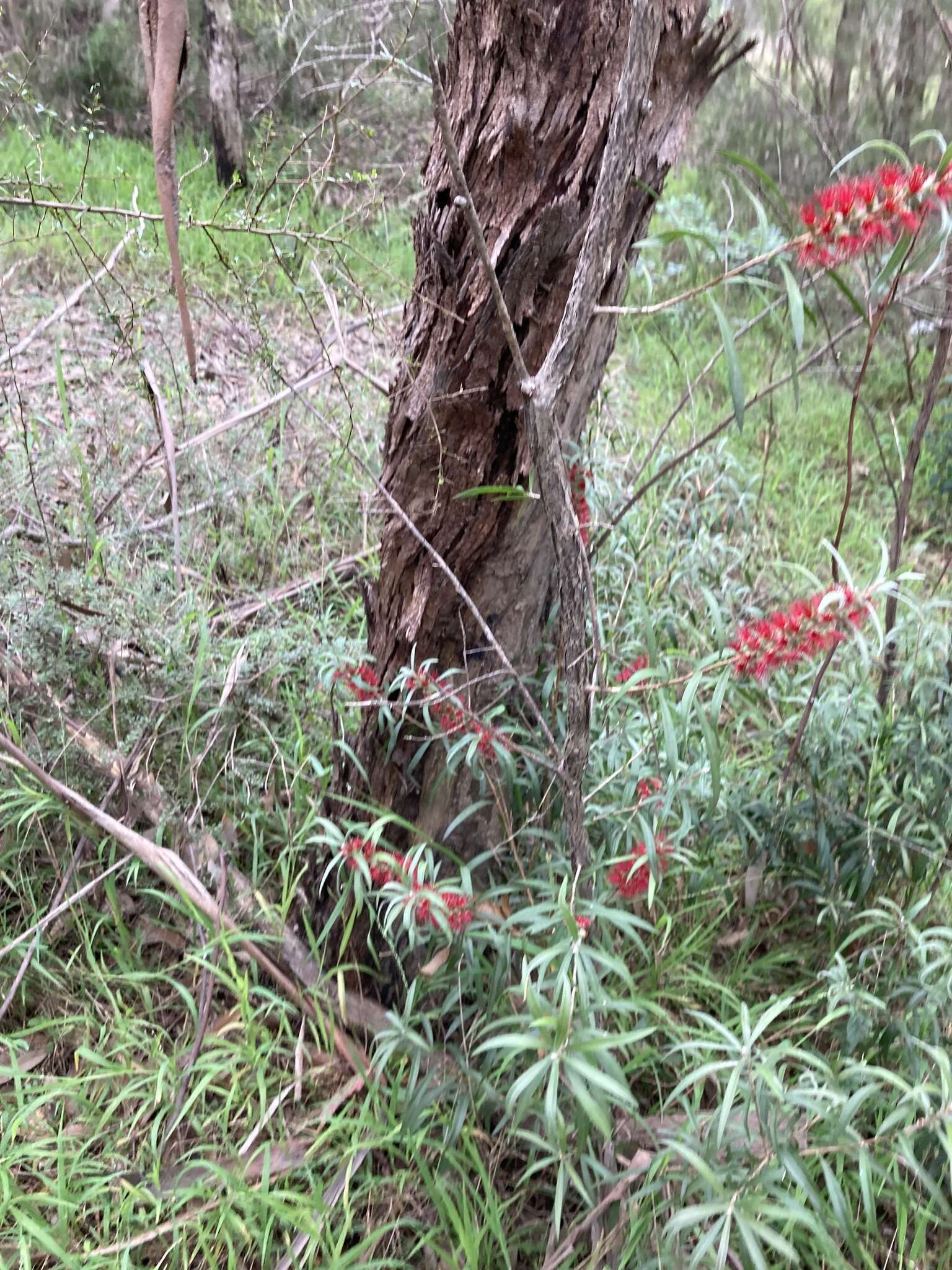 Sivun Callistemon linearifolius (Link) DC. kuva