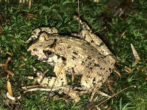 Image of Caucasian Parsley Frog