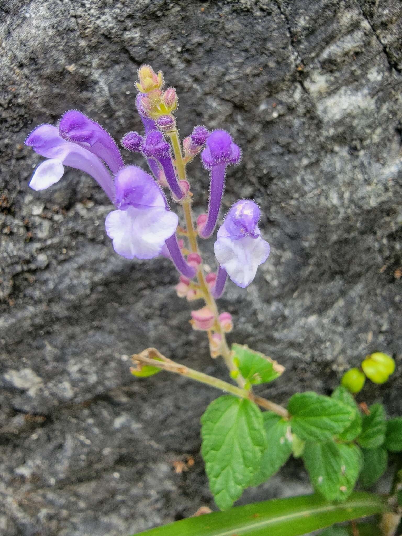 Sivun Scutellaria indica var. indica kuva