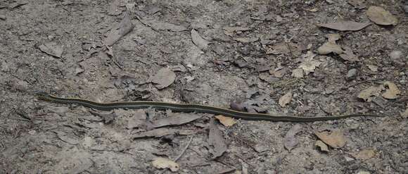 Image of Thamnophis atratus atratus (Kennicott ex Cooper 1860)