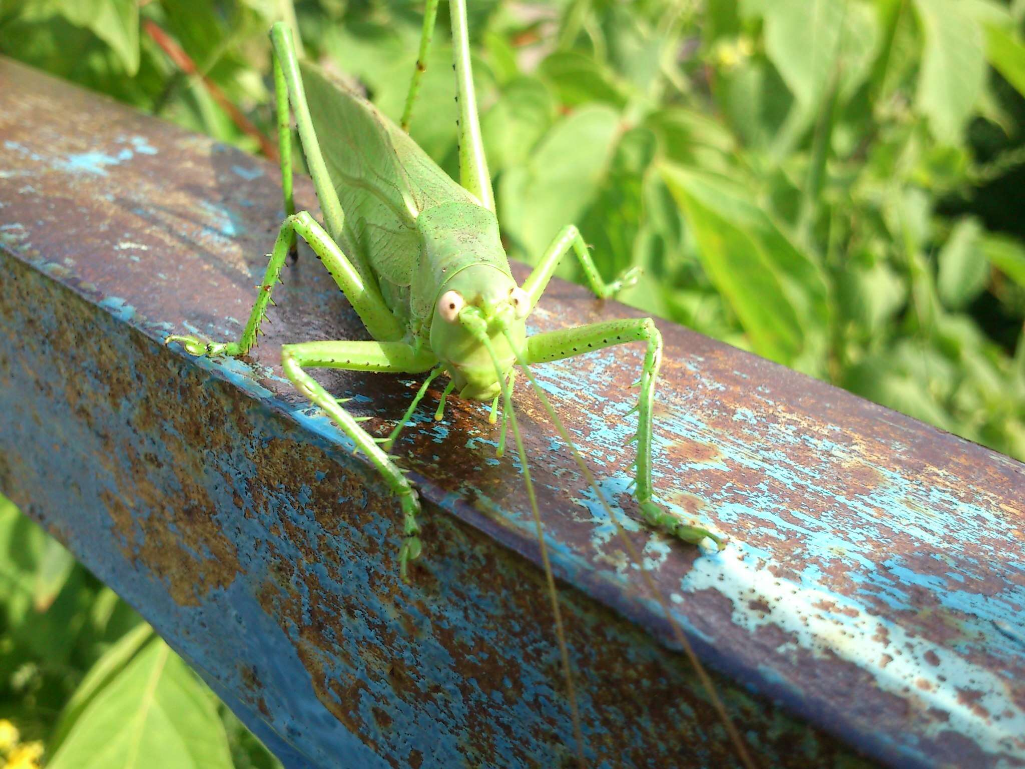 Sivun Tettigonia caudata (Charpentier 1845) kuva