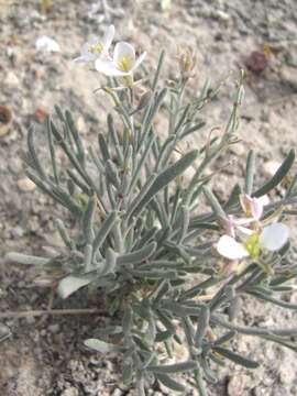 Image of White Sands fanmustard