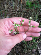 Image of summer spurge