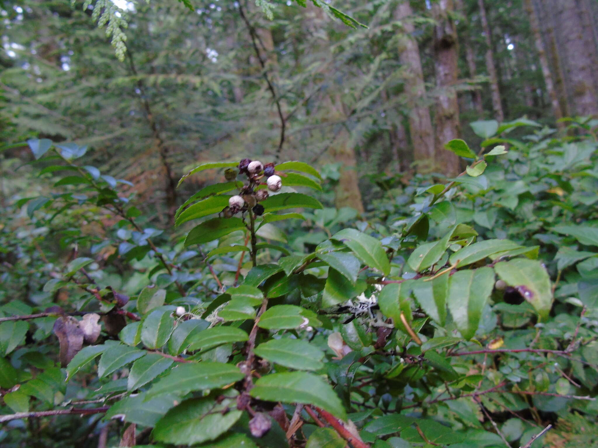 Image of evergreen huckleberry