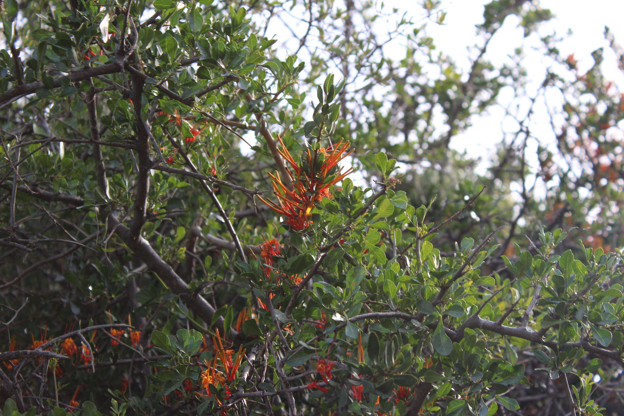 Image of Matches mistletoe