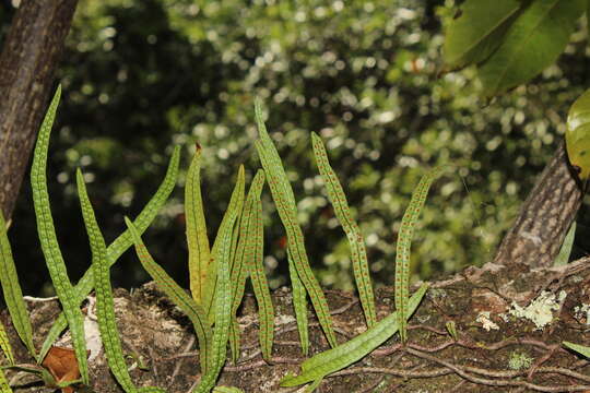 Image de Microgramma lycopodioides (L.) Copel.