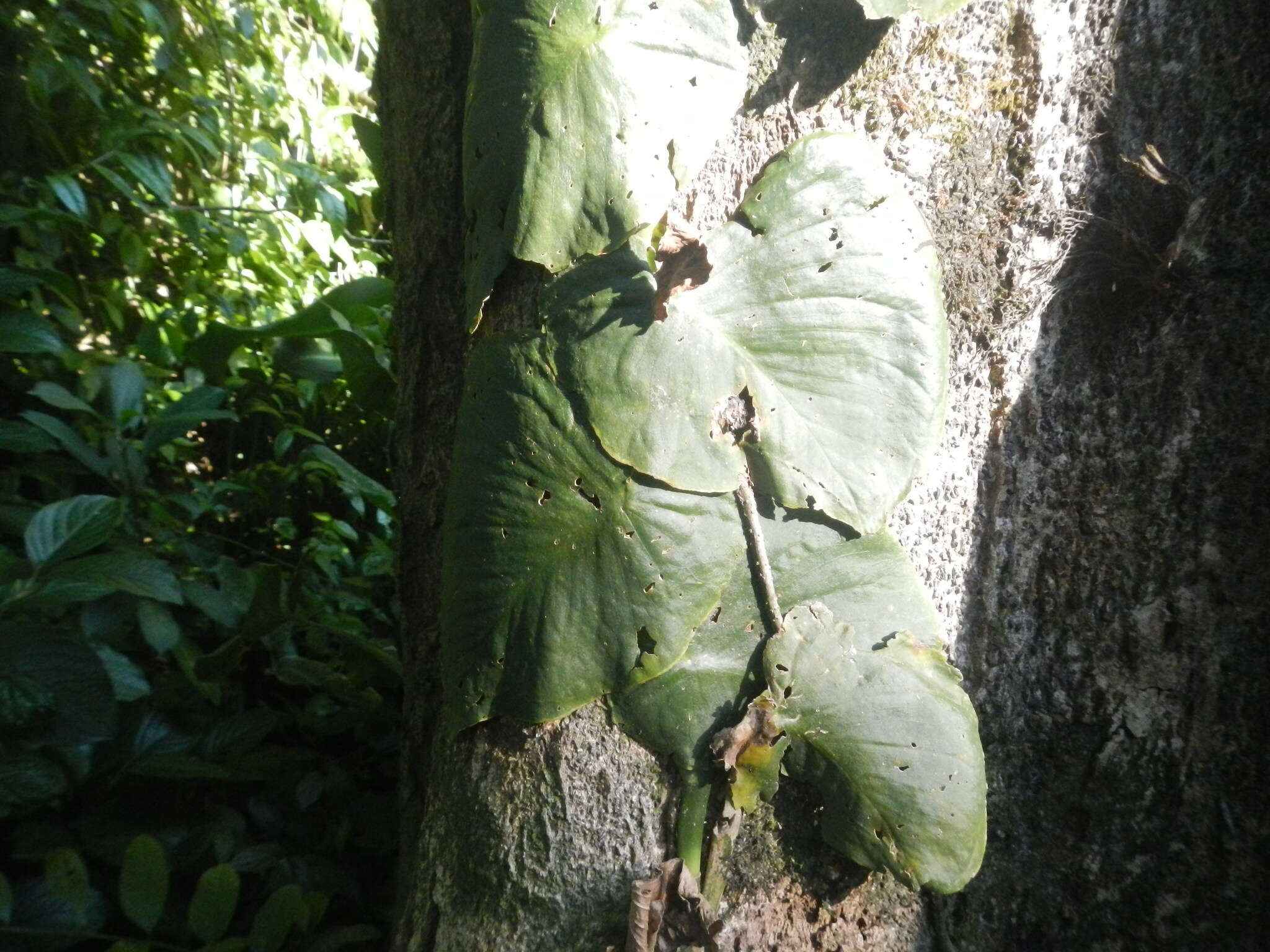 Image of Monstera tenuis K. Koch