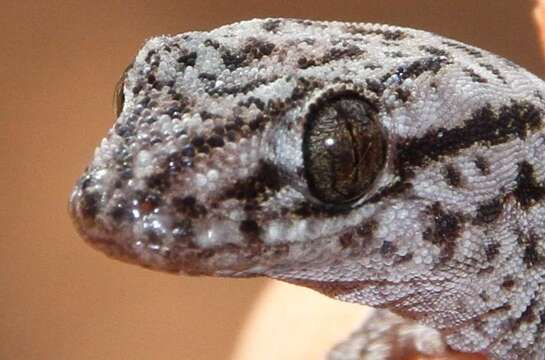 Image of Gehyra versicolor Hutchinson, Sistrom, Donnellan & Hutchinson 2014