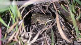 Image of Alpine Tree Frog