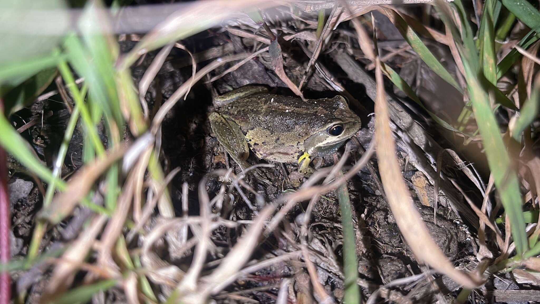 Litoria verreauxii (Duméril 1853)的圖片