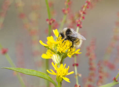 Слика од Bombus lapponicus (Fabricius 1793)