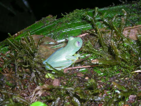 Image of Ghost Glass Frog