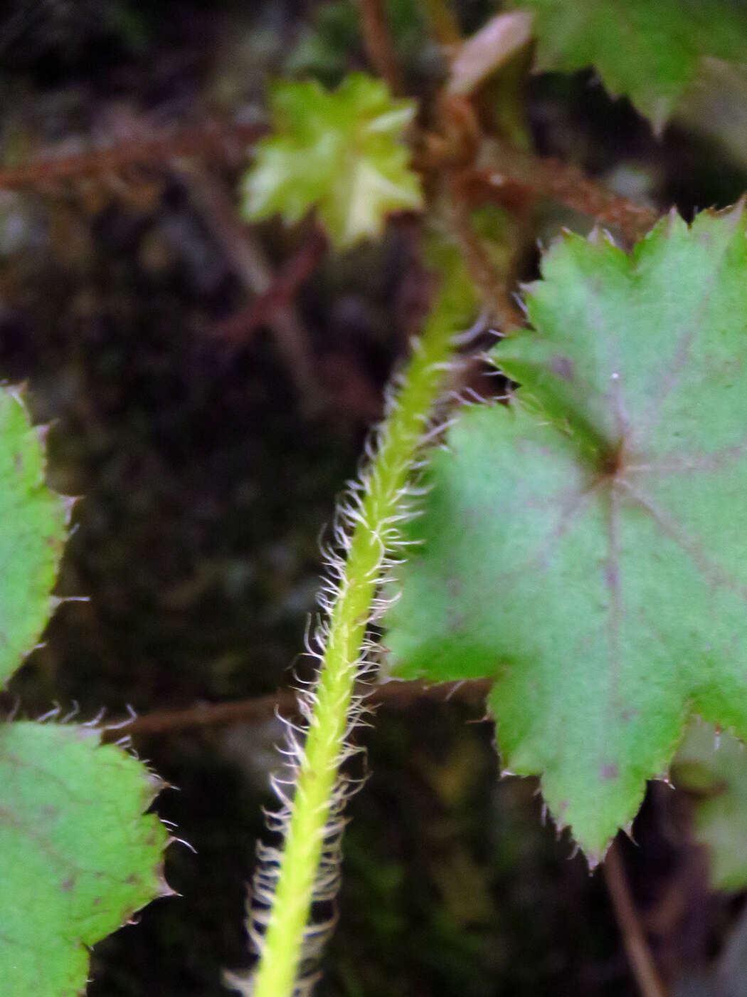 Image of hairy alumroot