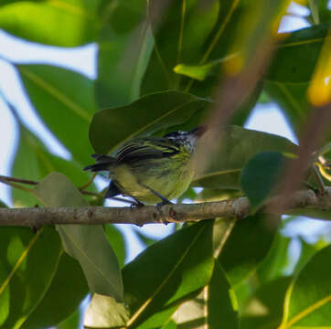 Image of Painted Tody-Flycatcher