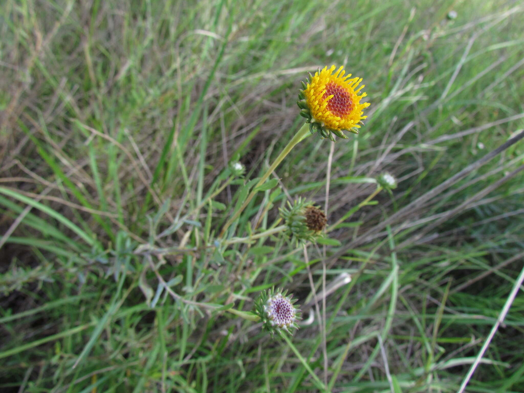 Imagem de Grindelia pulchella var. discoidea (Hook. & Arn.) A. Bartoli & R. D. Tortosa