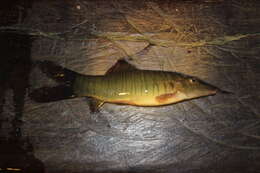 Image of Banded loach