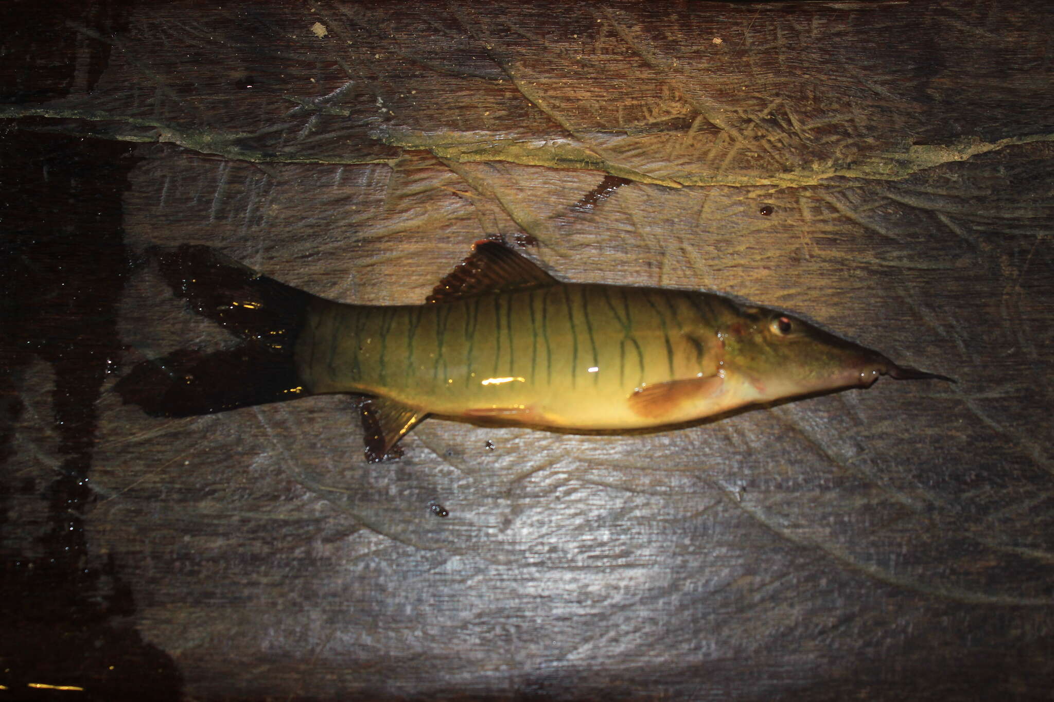 Image of Banded loach