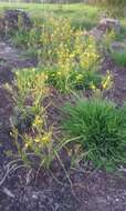 Image of Moraea ramosissima (L. fil.) Druce