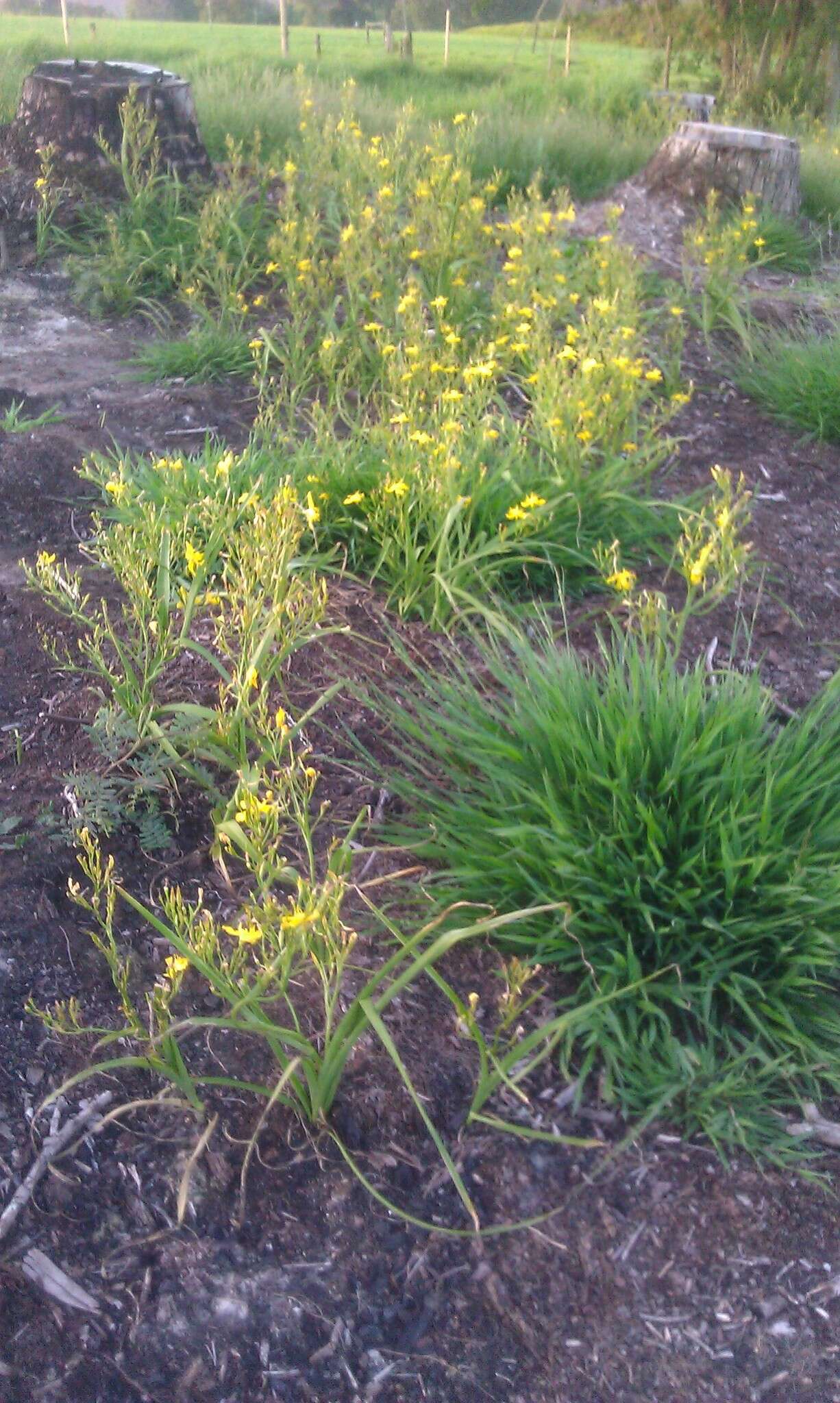 Image of Moraea ramosissima (L. fil.) Druce