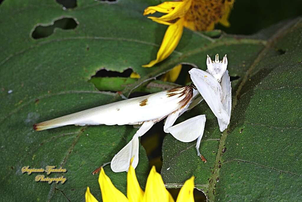 Image de Mante orchidée