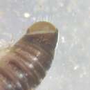 Image of Millipede