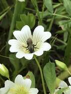 Image of Andrena pulverea Viereck 1917