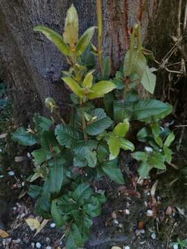 Слика од Eucryphia cordifolia Cav.