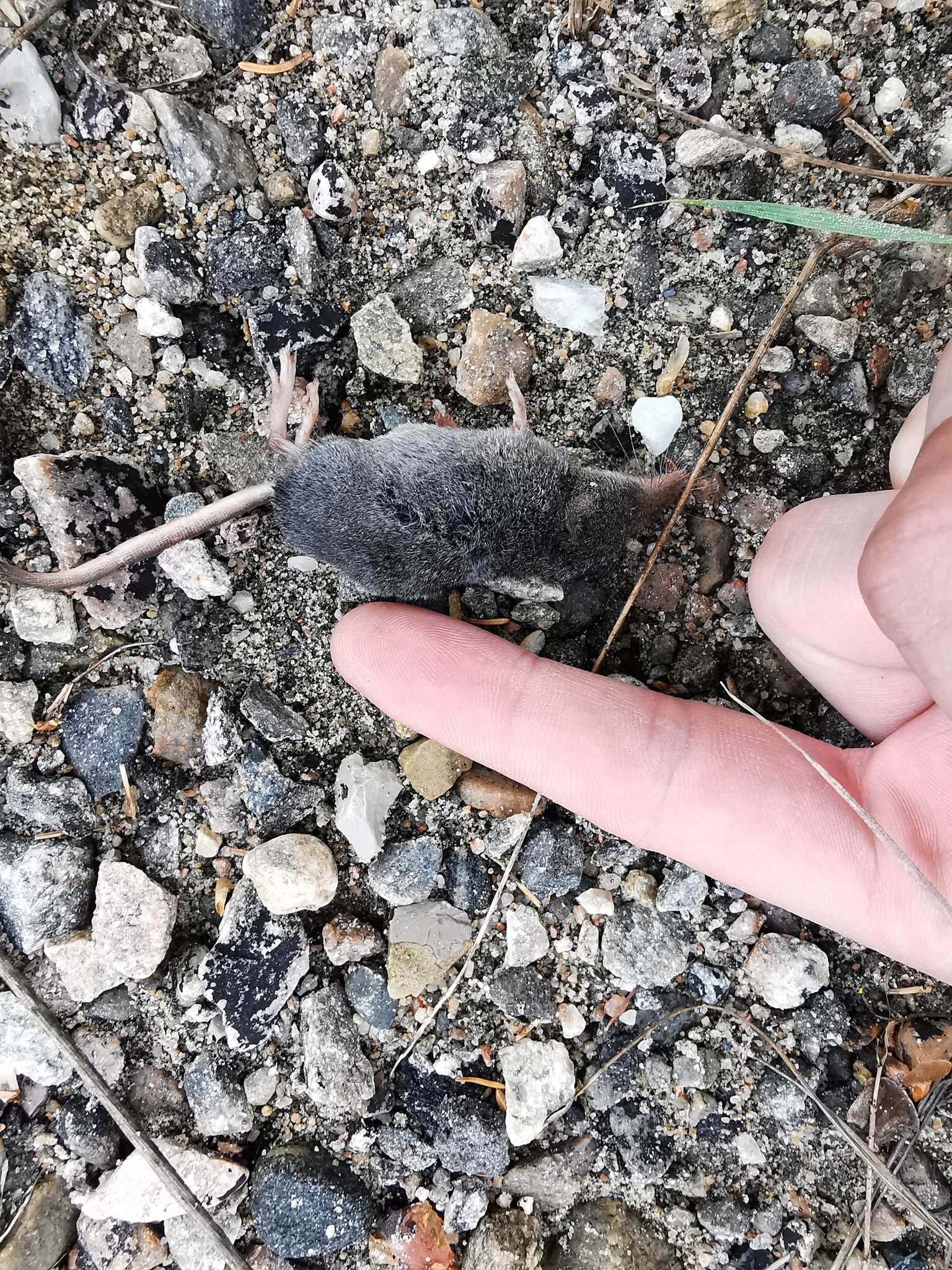 Image of American Water Shrew