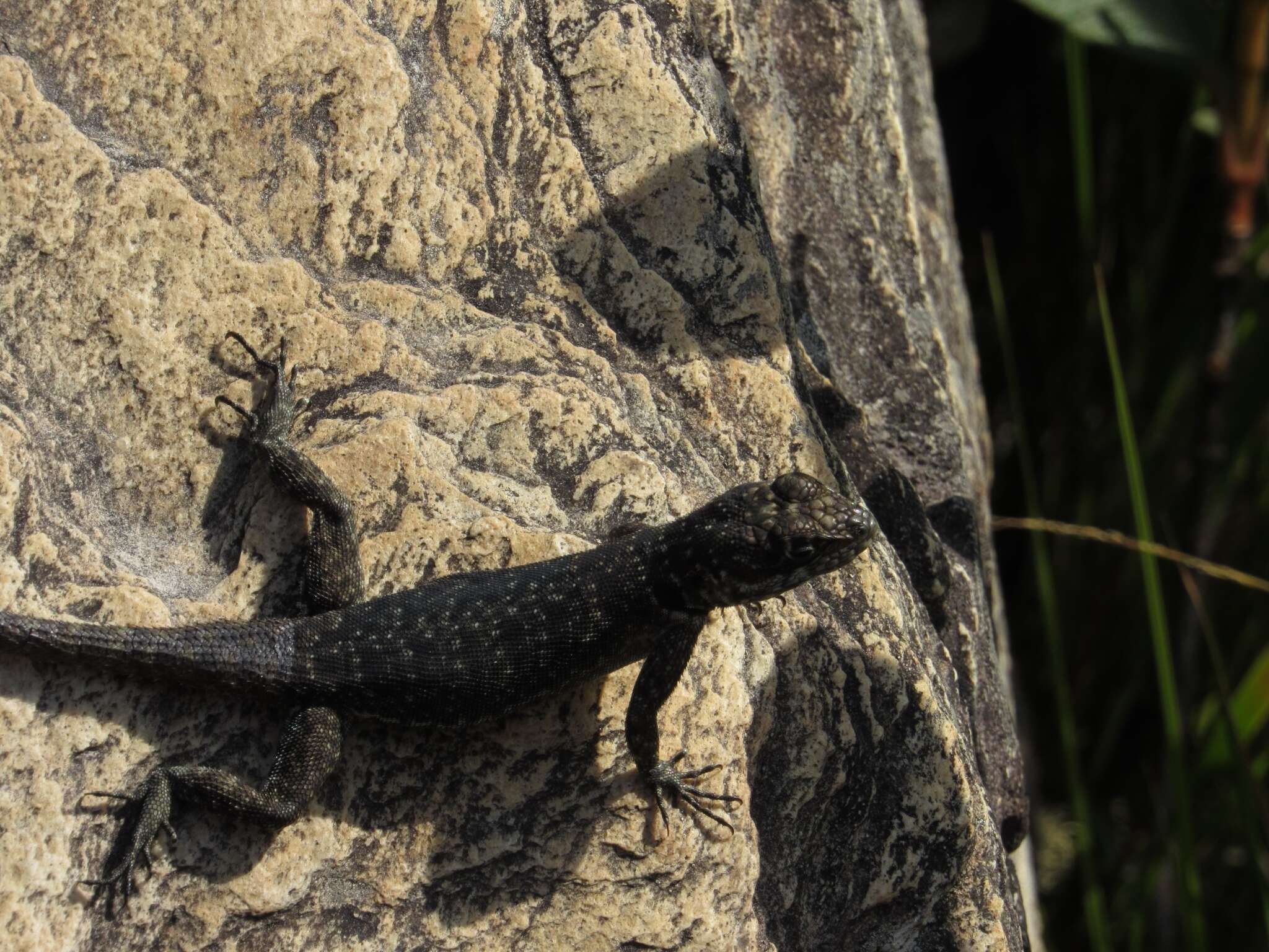 Слика од Tropidurus montanus Rodrigues 1987