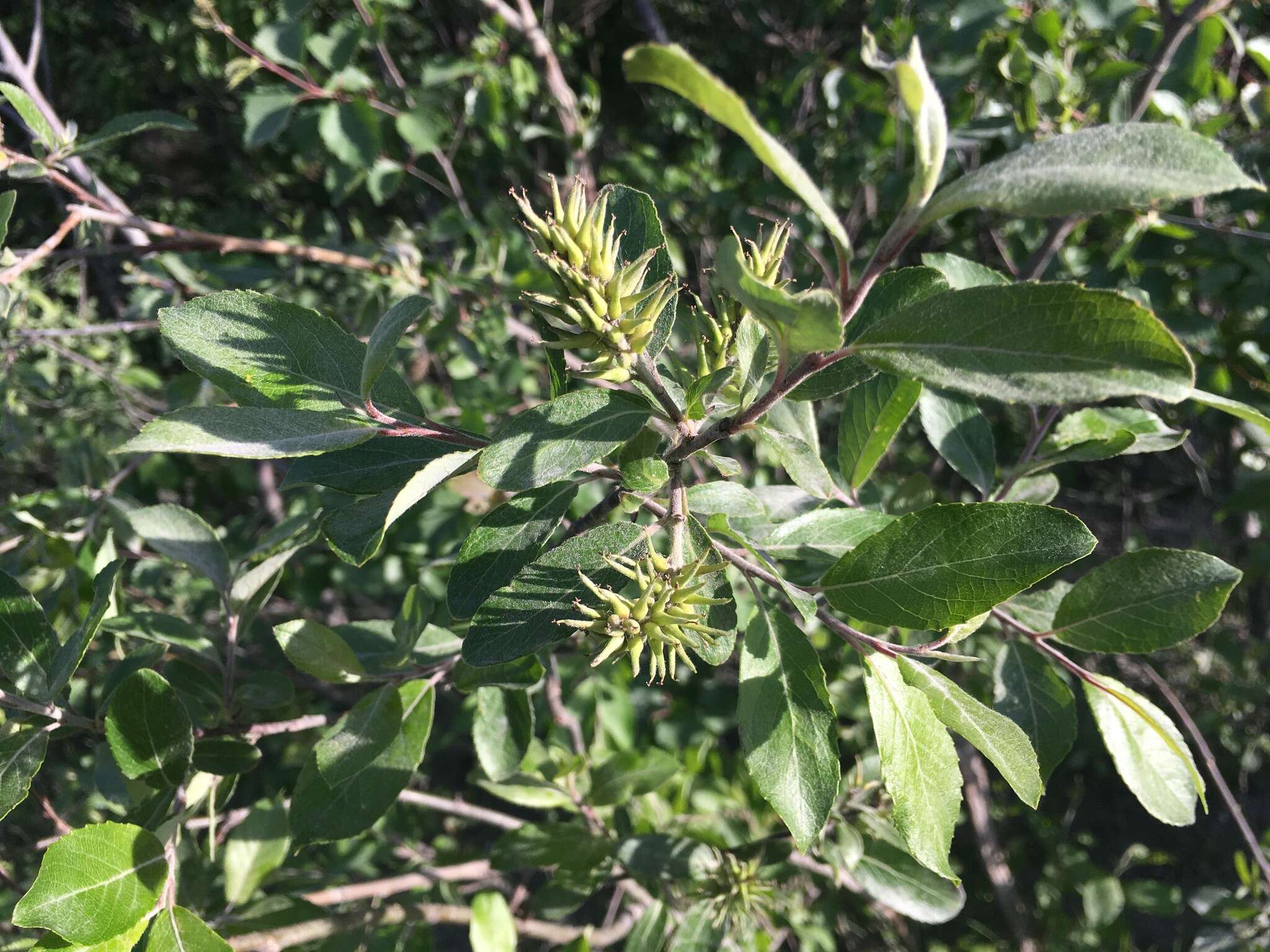 Image of Salix borealis Fries