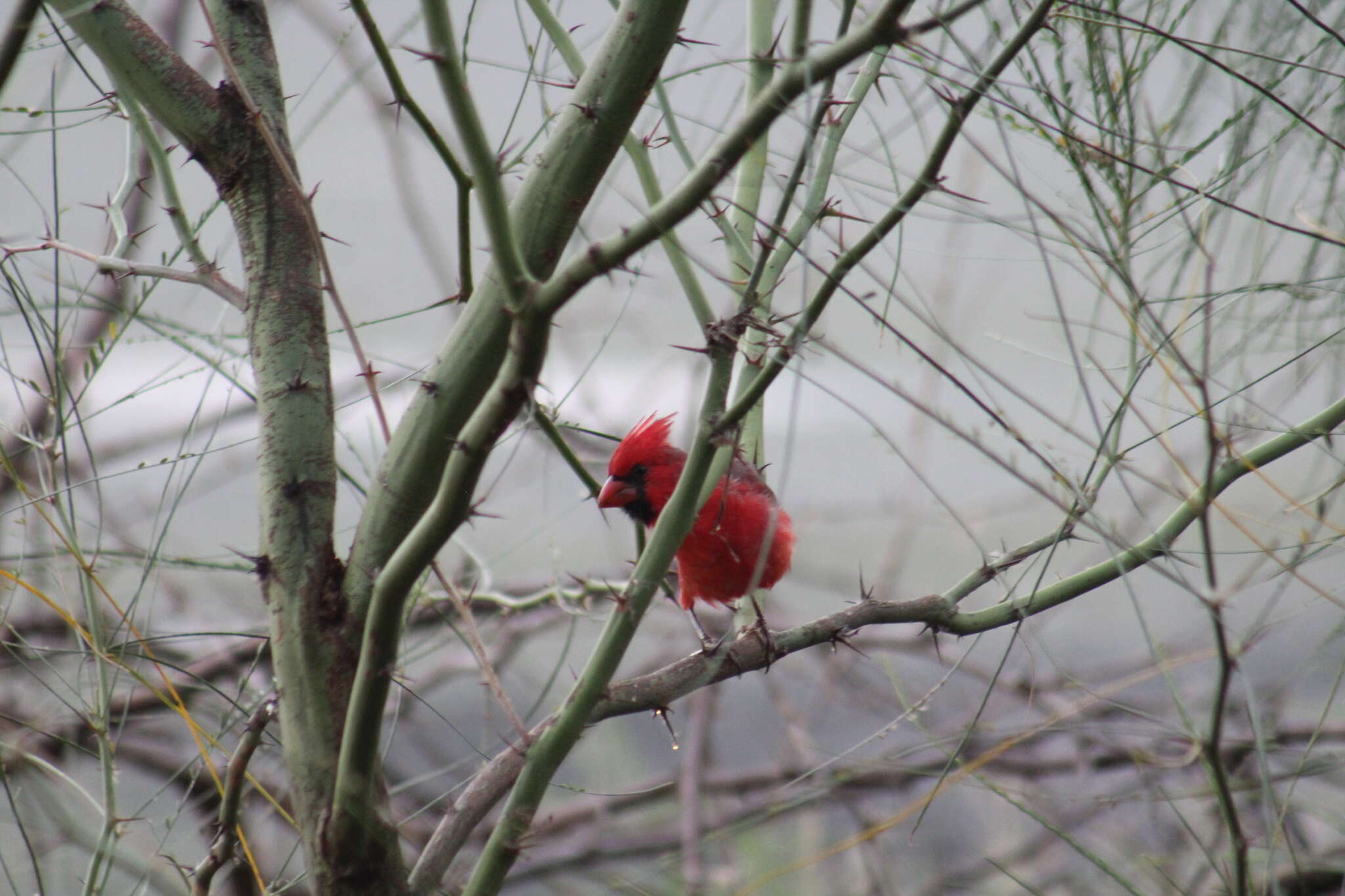 Imagem de Cardinalis cardinalis igneus Baird & SF 1860