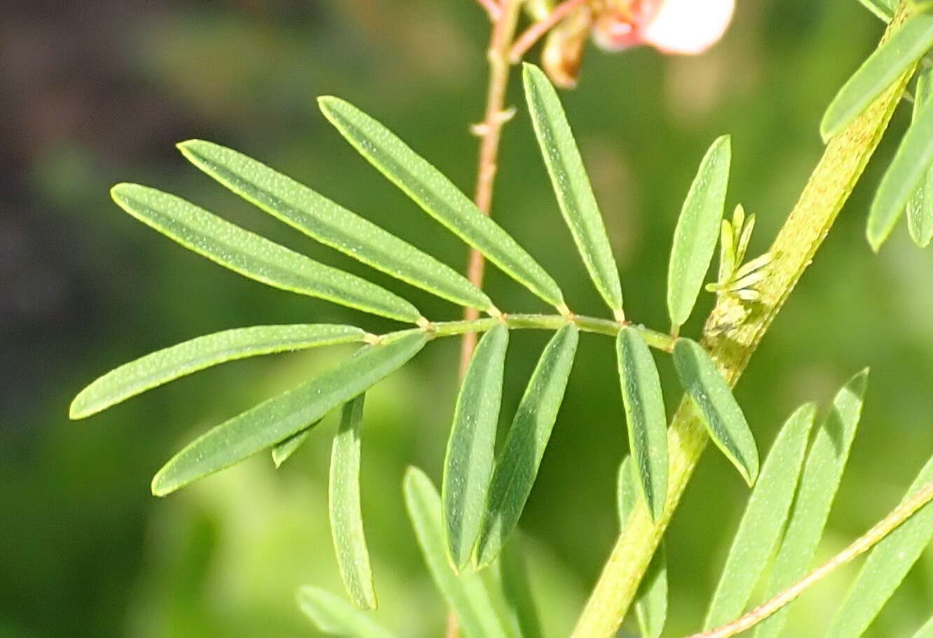 Indigofera verrucosa Eckl. & Zeyh.的圖片