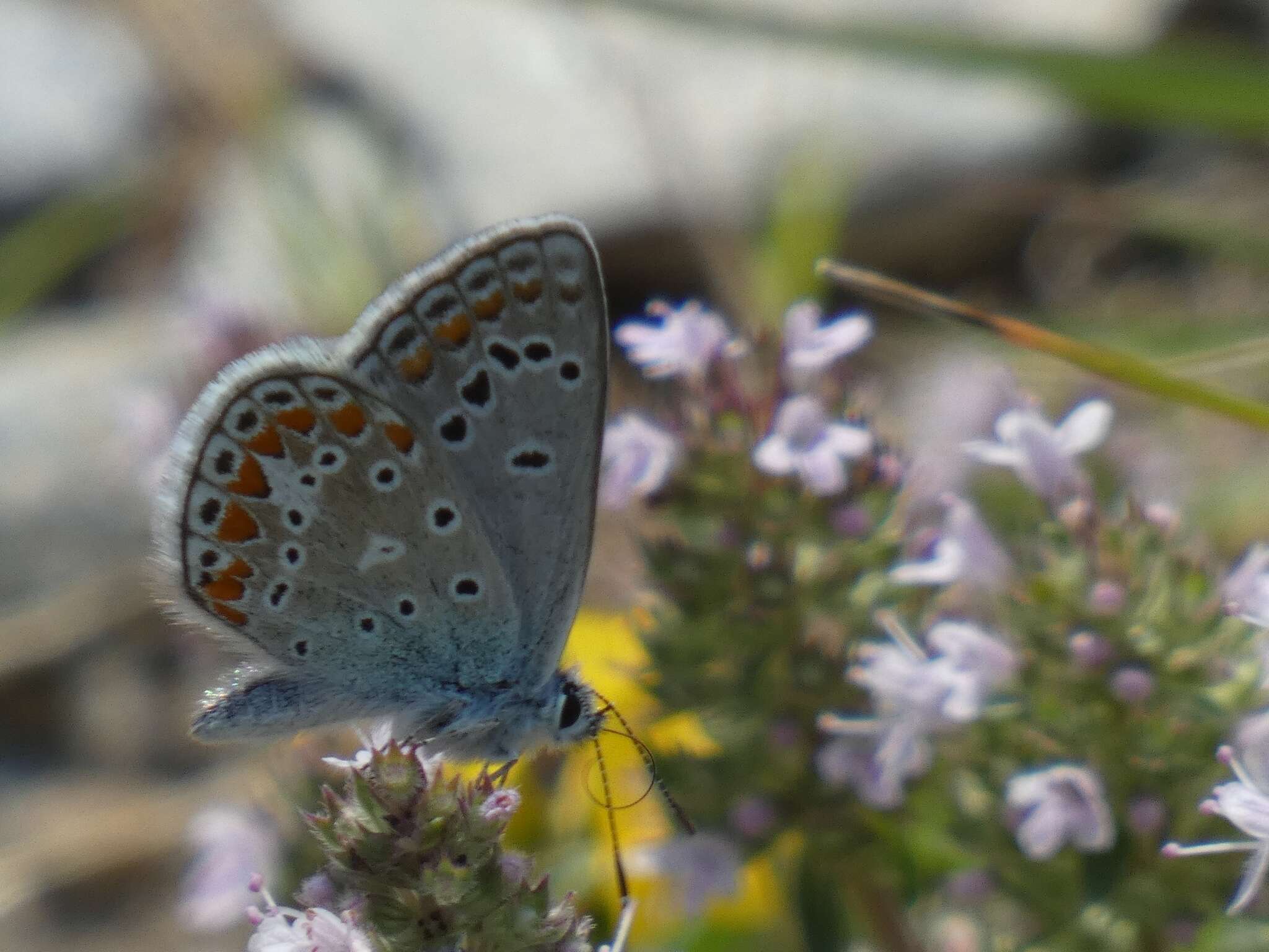 Image of Polyommatus thersites (Cantener 1835)