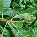 Image of Pouteria macrophylla (Lam.) Eyma