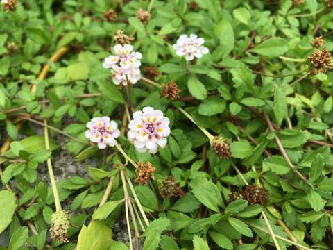 Phyla nodiflora var. minor (Gillies & Hook.) N. O'Leary & Múlgura resmi