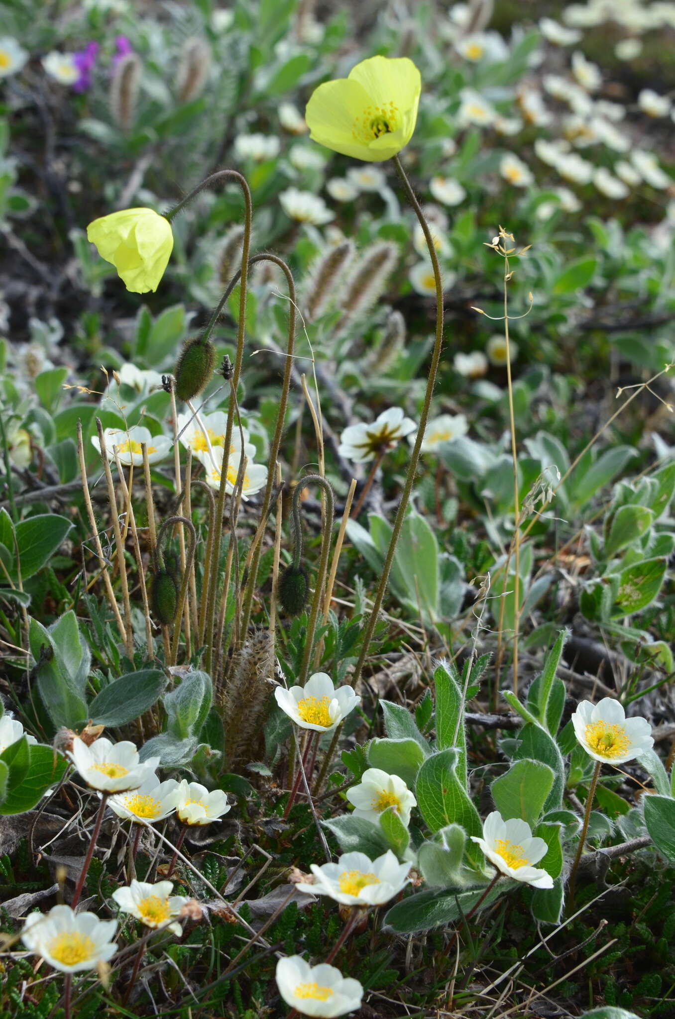 Image of Papaver lapponicum subsp. orientale Tolm.