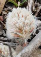 Image of Ptilotus seminudus (J. M. Black) J. M. Black