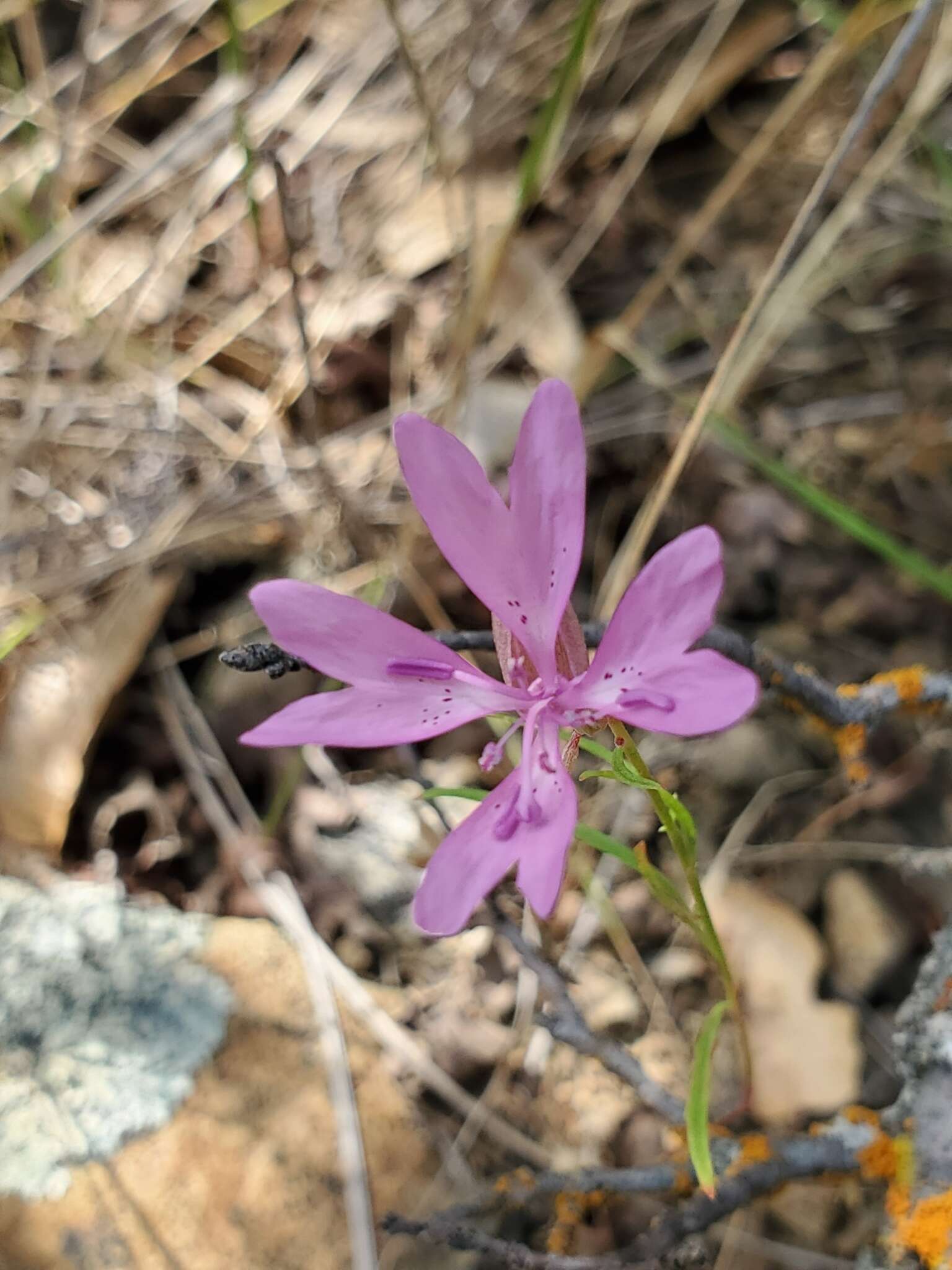 Plancia ëd Clarkia biloba subsp. australis F. H. Lewis & M. E. Lewis