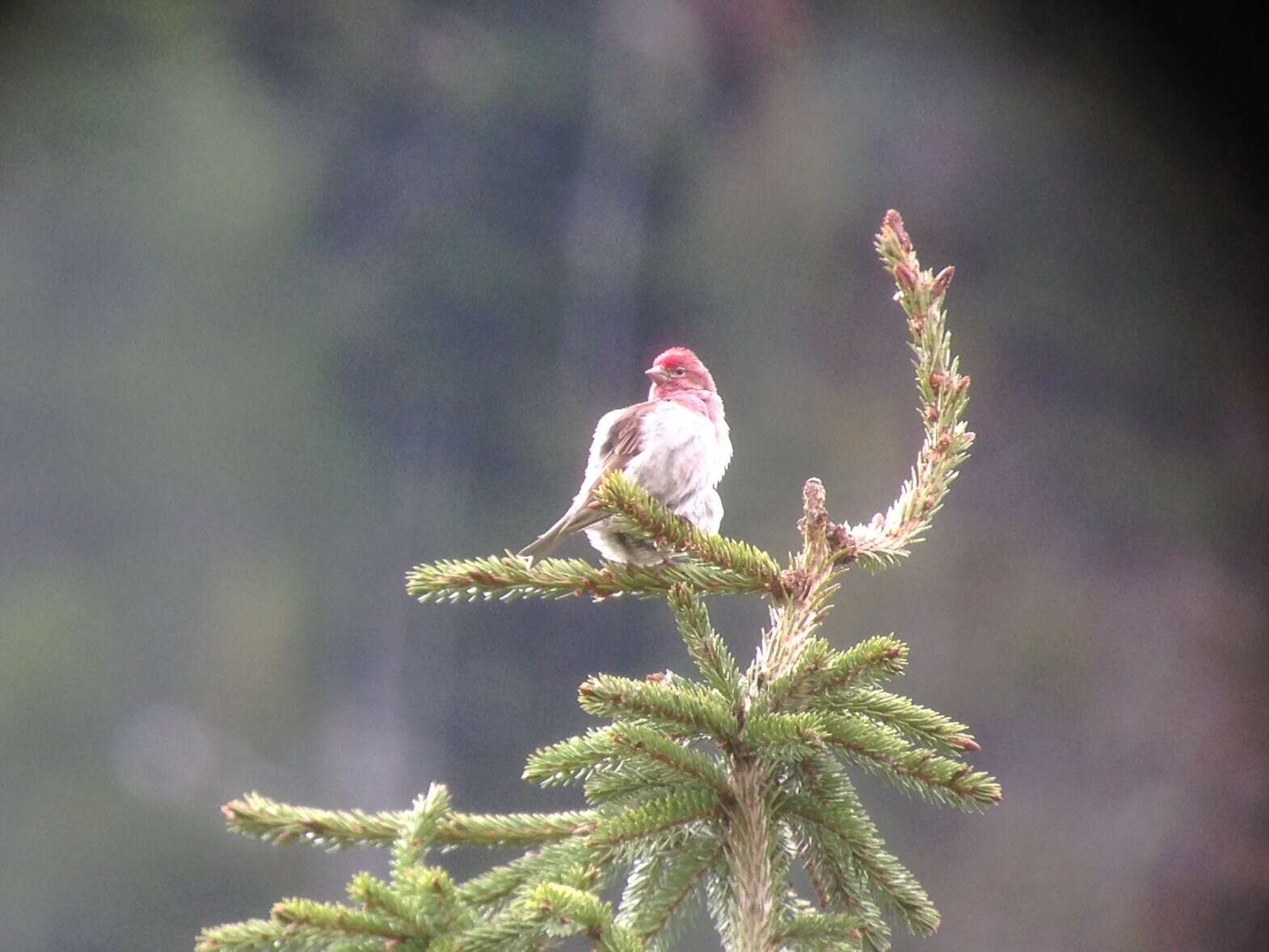 Image of Cassin's Finch